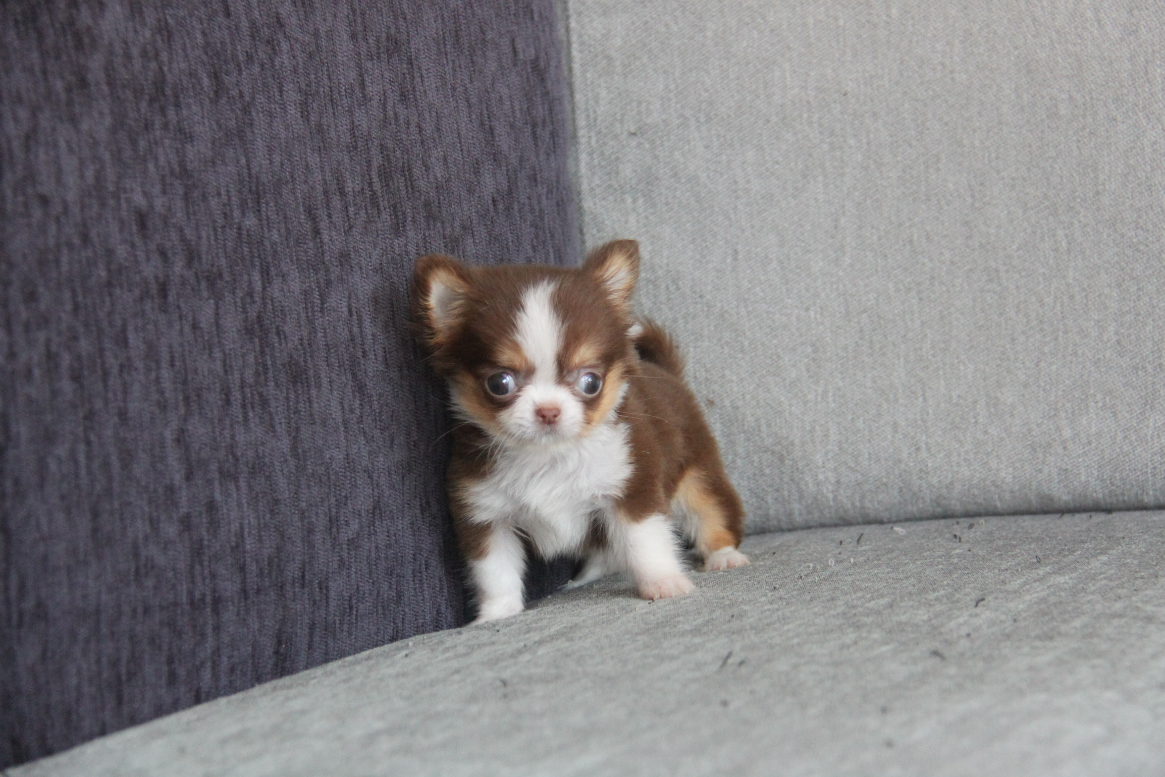 高端優質小茶杯長毛吉娃娃巧克力領巾弟弟