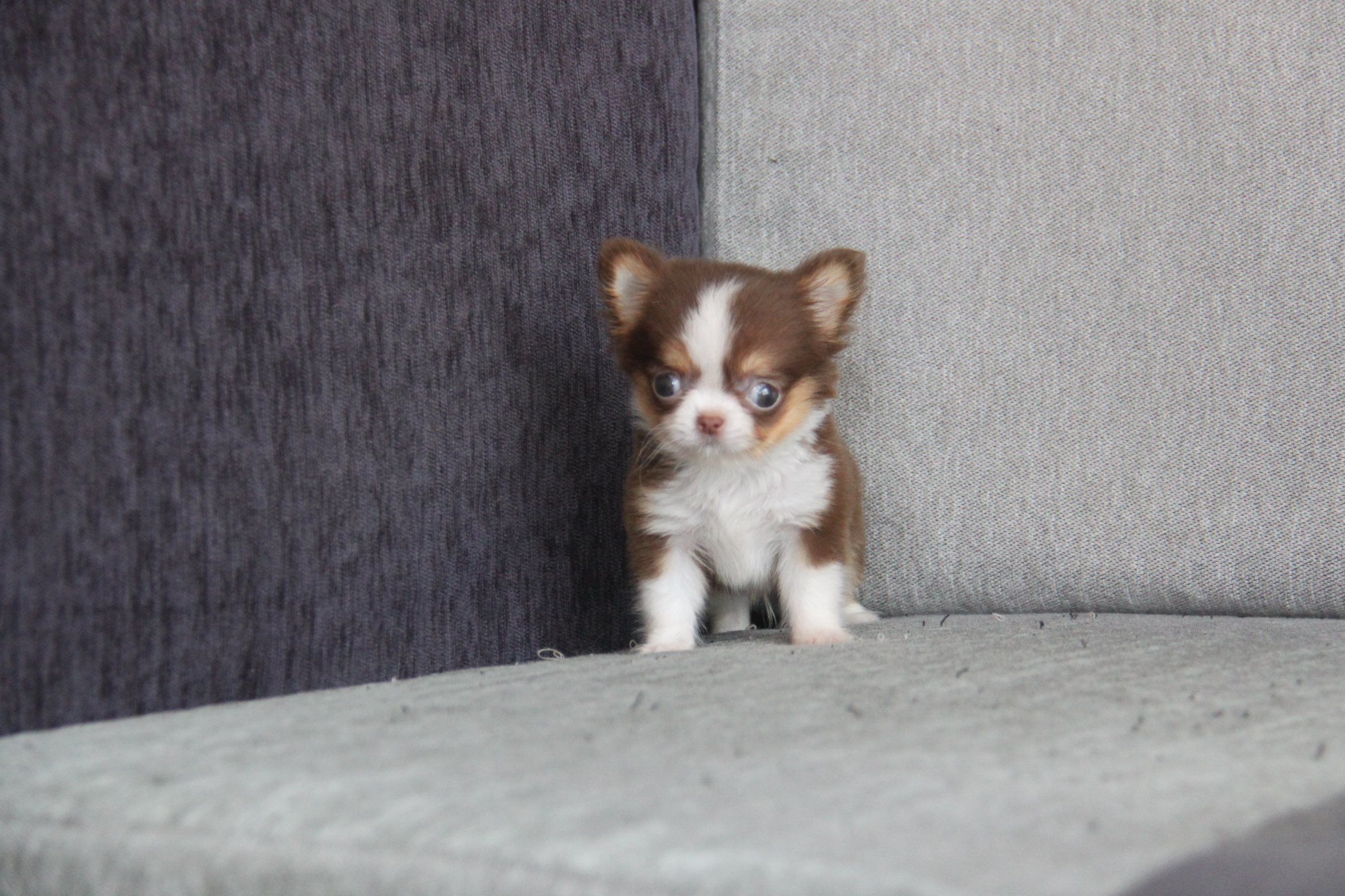 高端優質小茶杯長毛吉娃娃巧克力領巾弟弟