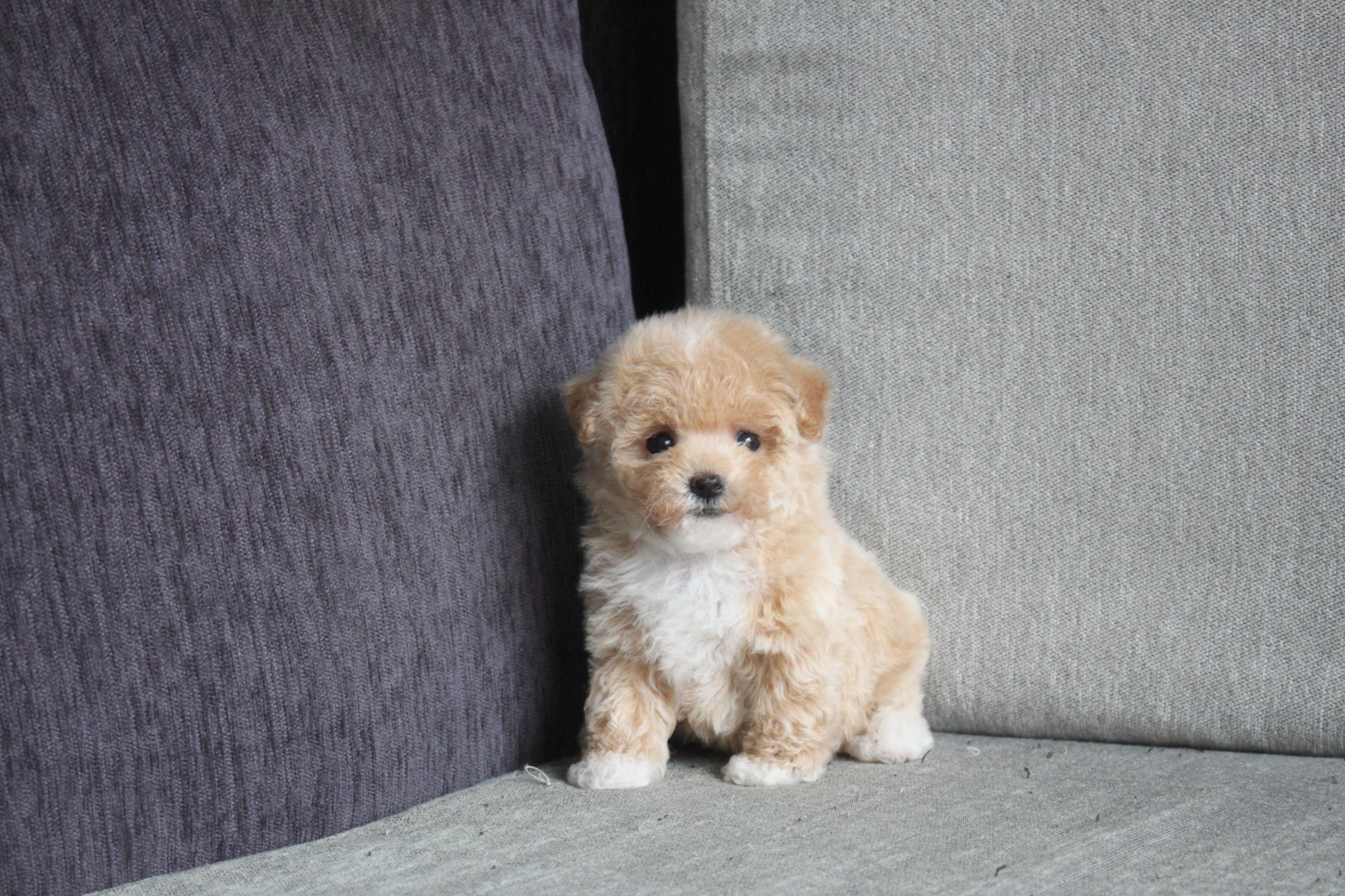 2/17出生 高端優質迷你瑪爾泰迪妹妹