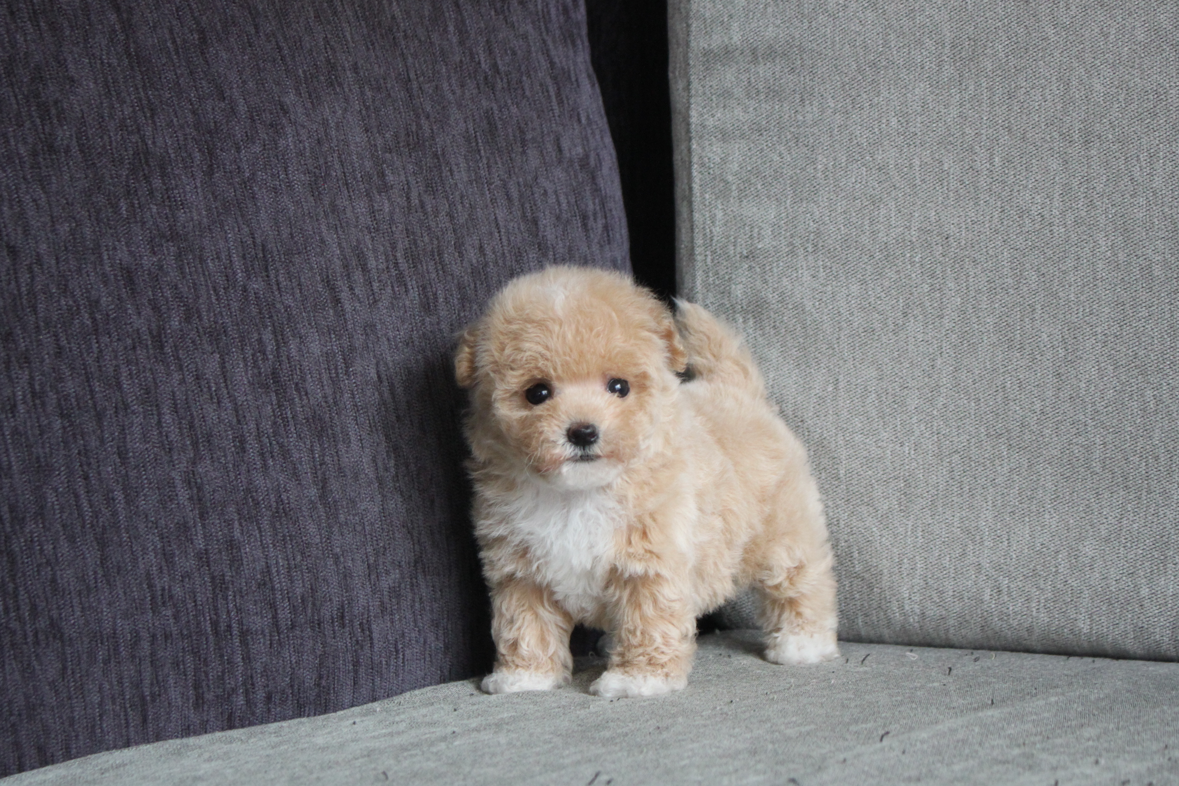 2/17出生 高端優質迷你瑪爾泰迪妹妹