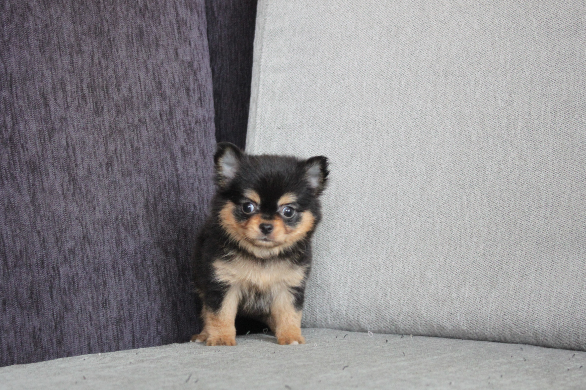 3/4出生 高端優質迷你型長毛吉娃娃黑四目妹妹