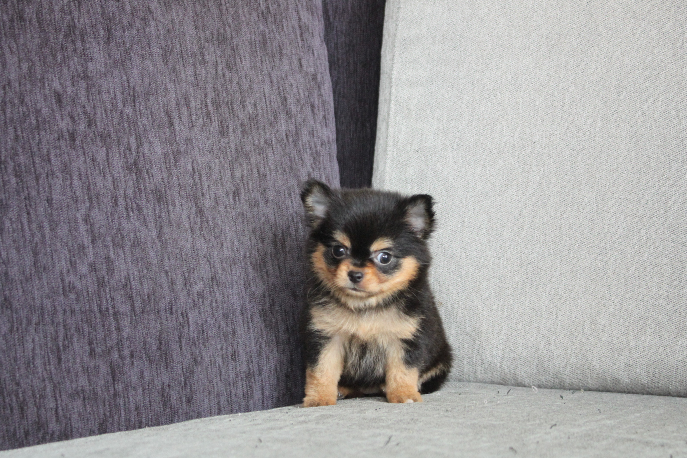 3/4出生 高端優質迷你型長毛吉娃娃黑四目妹妹