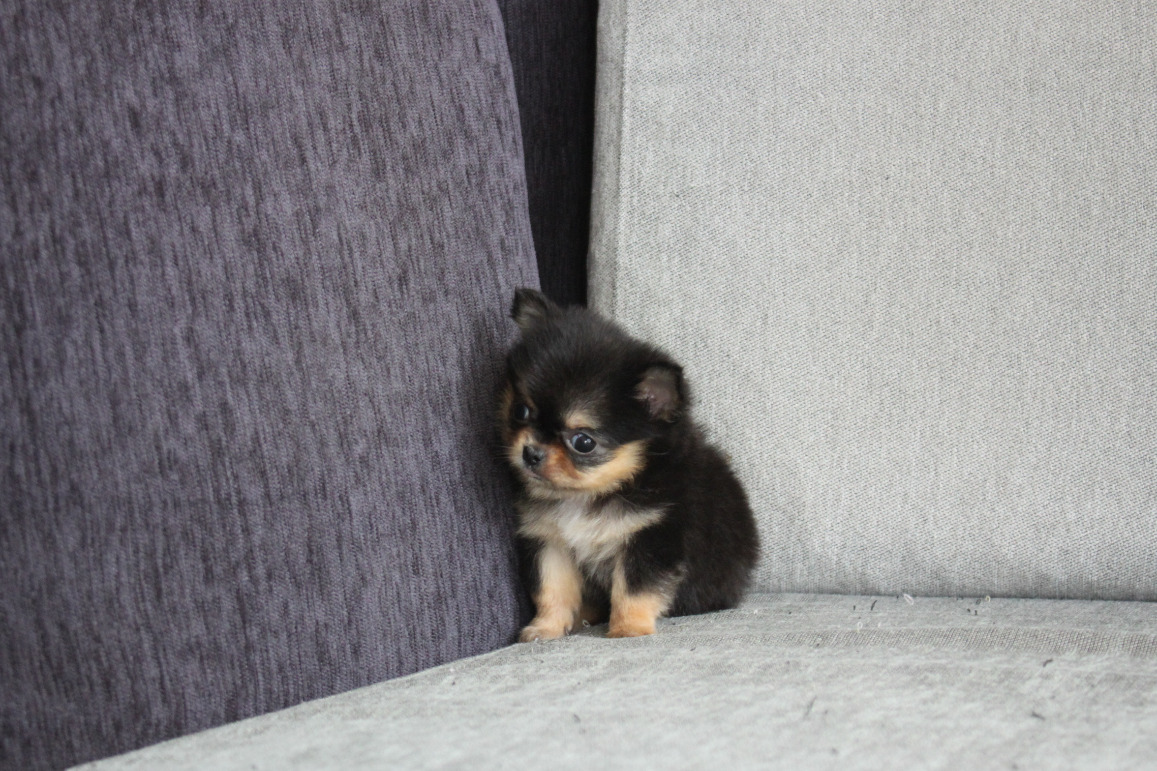 3/4出生 高端優質近茶杯長毛吉娃娃黑奶油四目妹妹