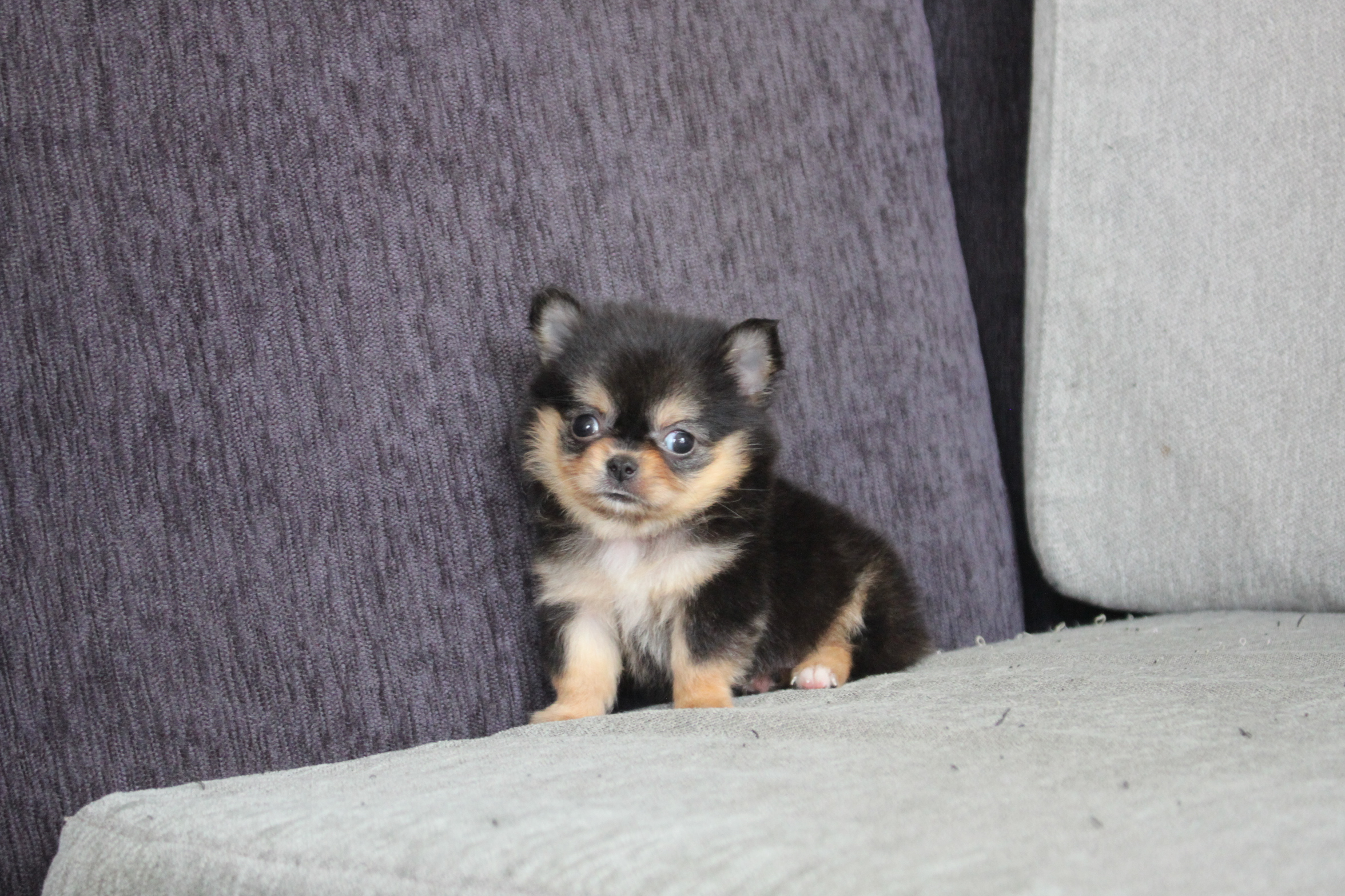 3/4出生 高端優質近茶杯長毛吉娃娃黑奶油四目妹妹