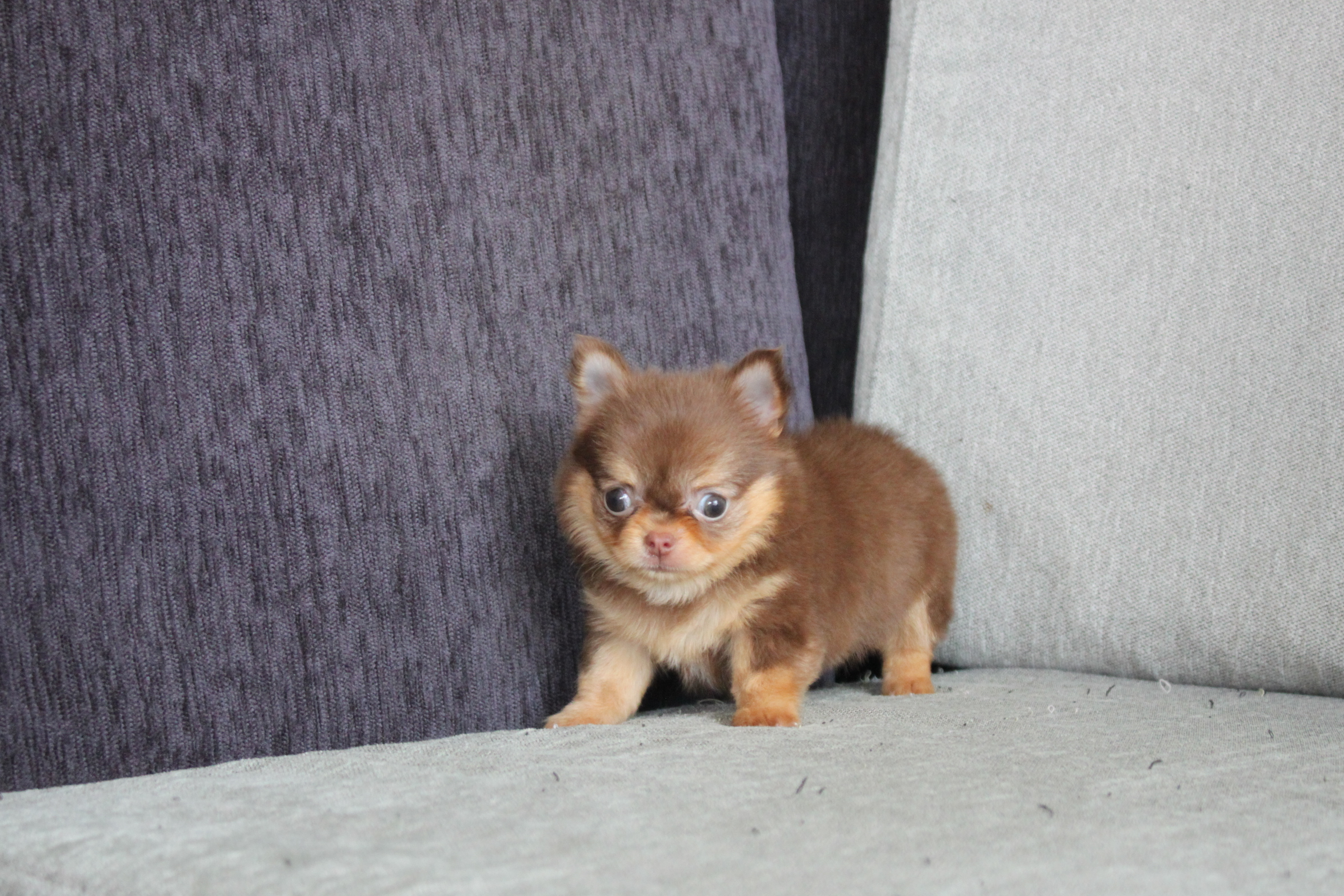 3/4出生 高端優質近茶杯長毛吉娃娃巧克力奶油四目妹妹