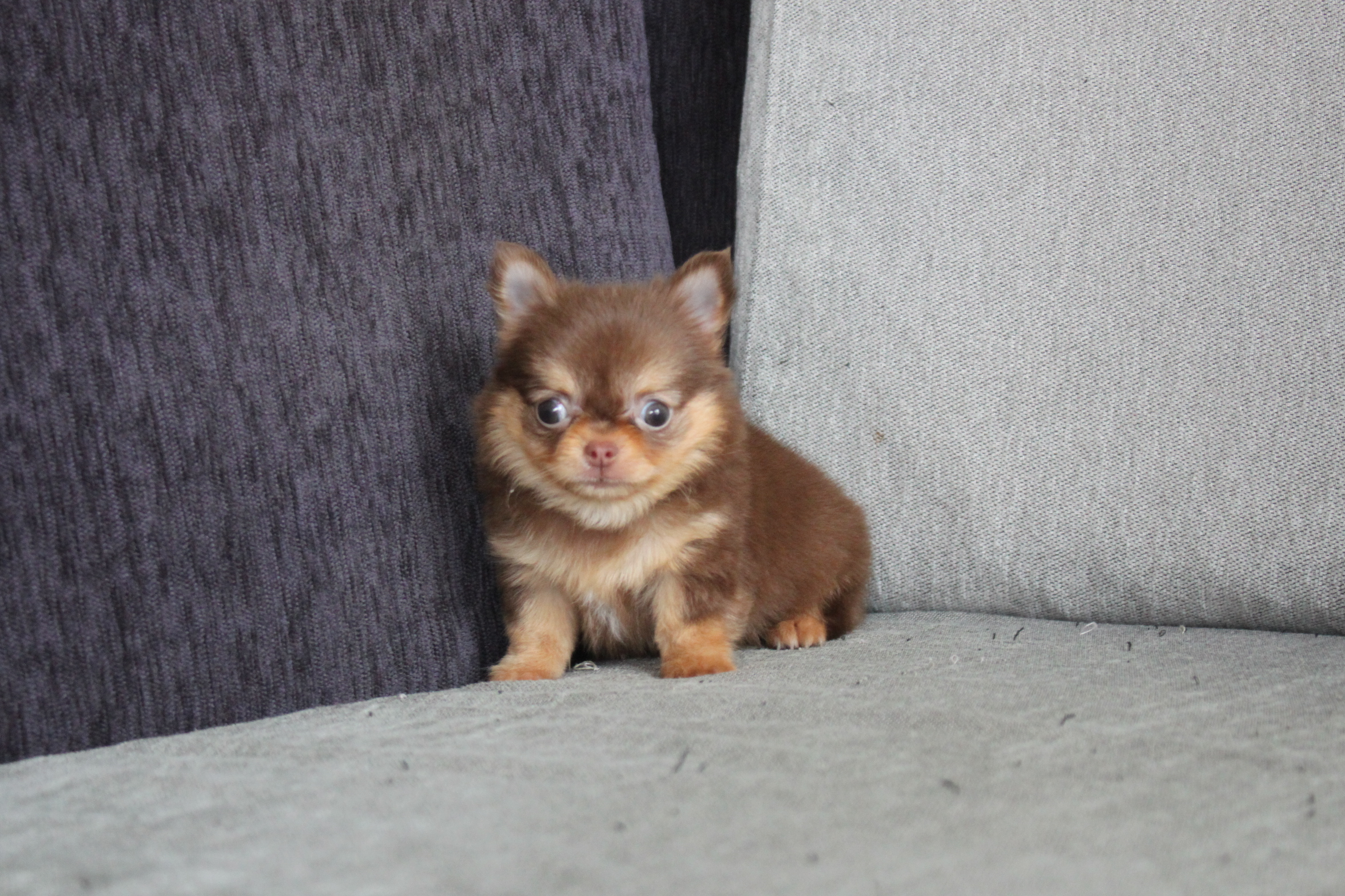 3/4出生 高端優質近茶杯長毛吉娃娃巧克力奶油四目妹妹