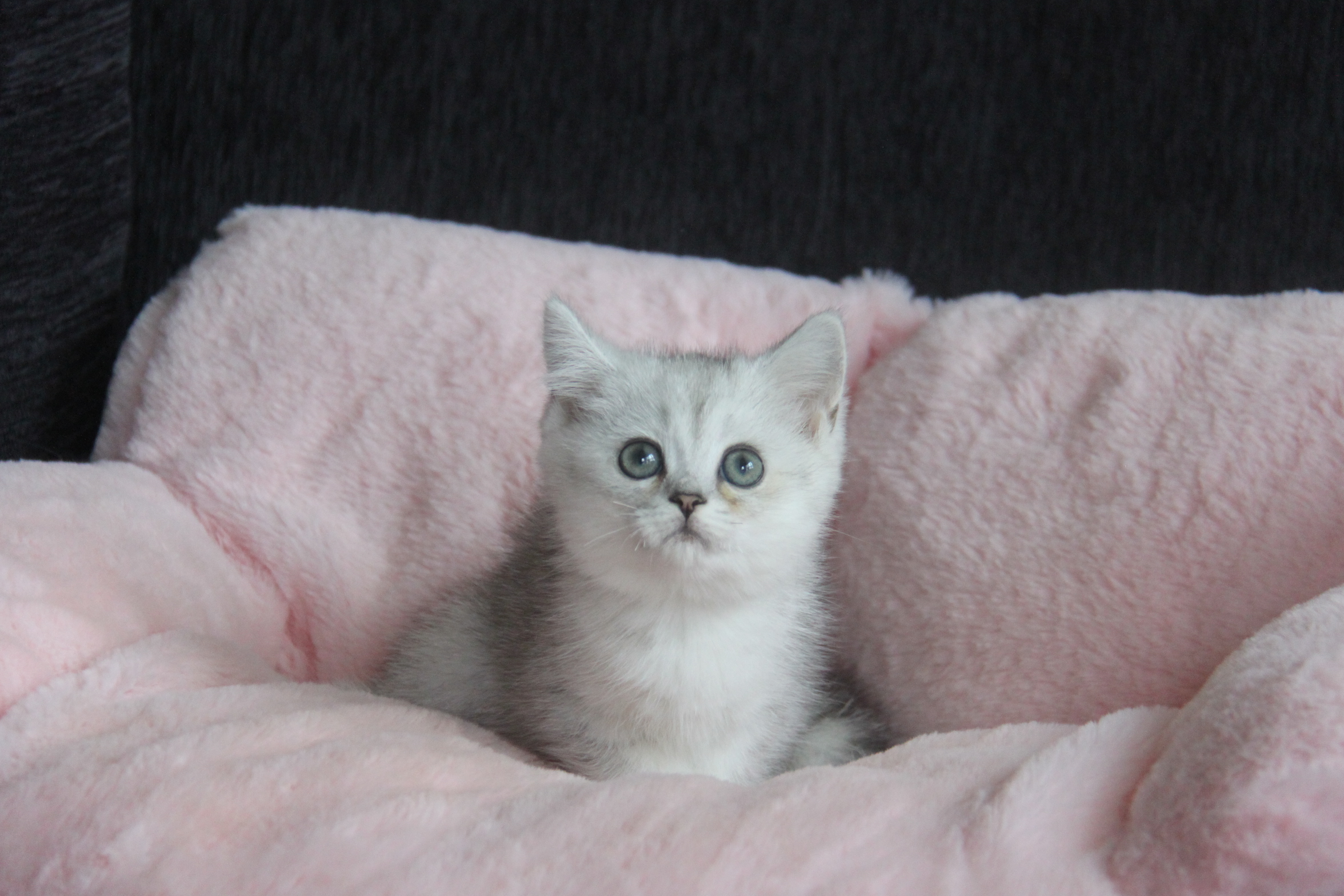 1/26出生 優質英國短毛貓銀漸層妹妹