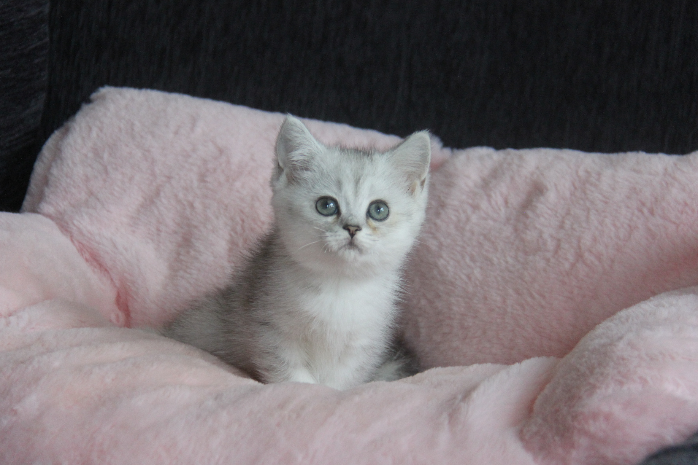 1/26出生 優質英國短毛貓銀漸層妹妹