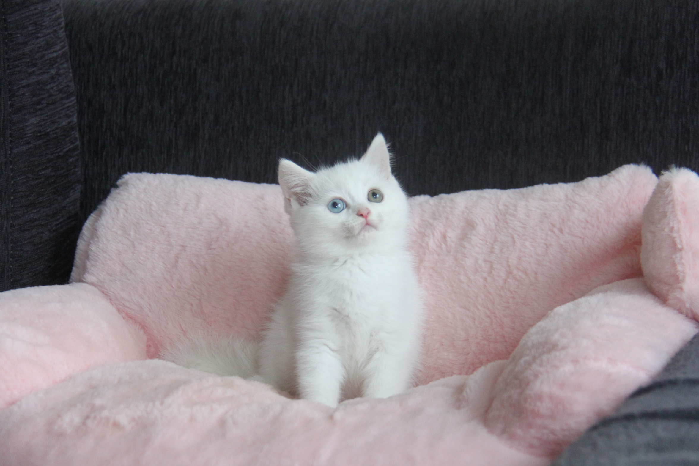 1/26出生 優質英國短毛貓白貓弟弟(異瞳)