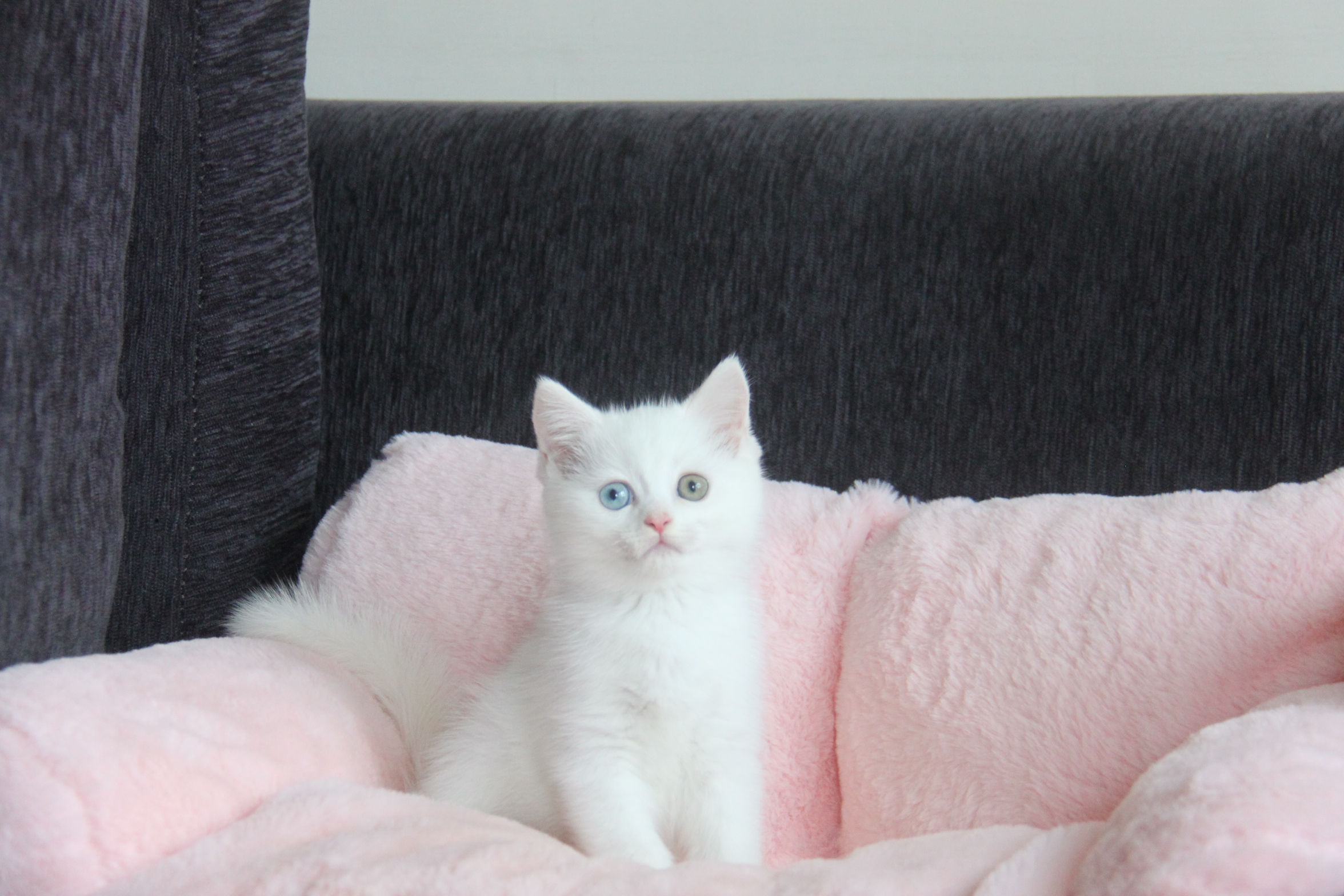 1/26出生 優質英國短毛貓白貓弟弟(異瞳)