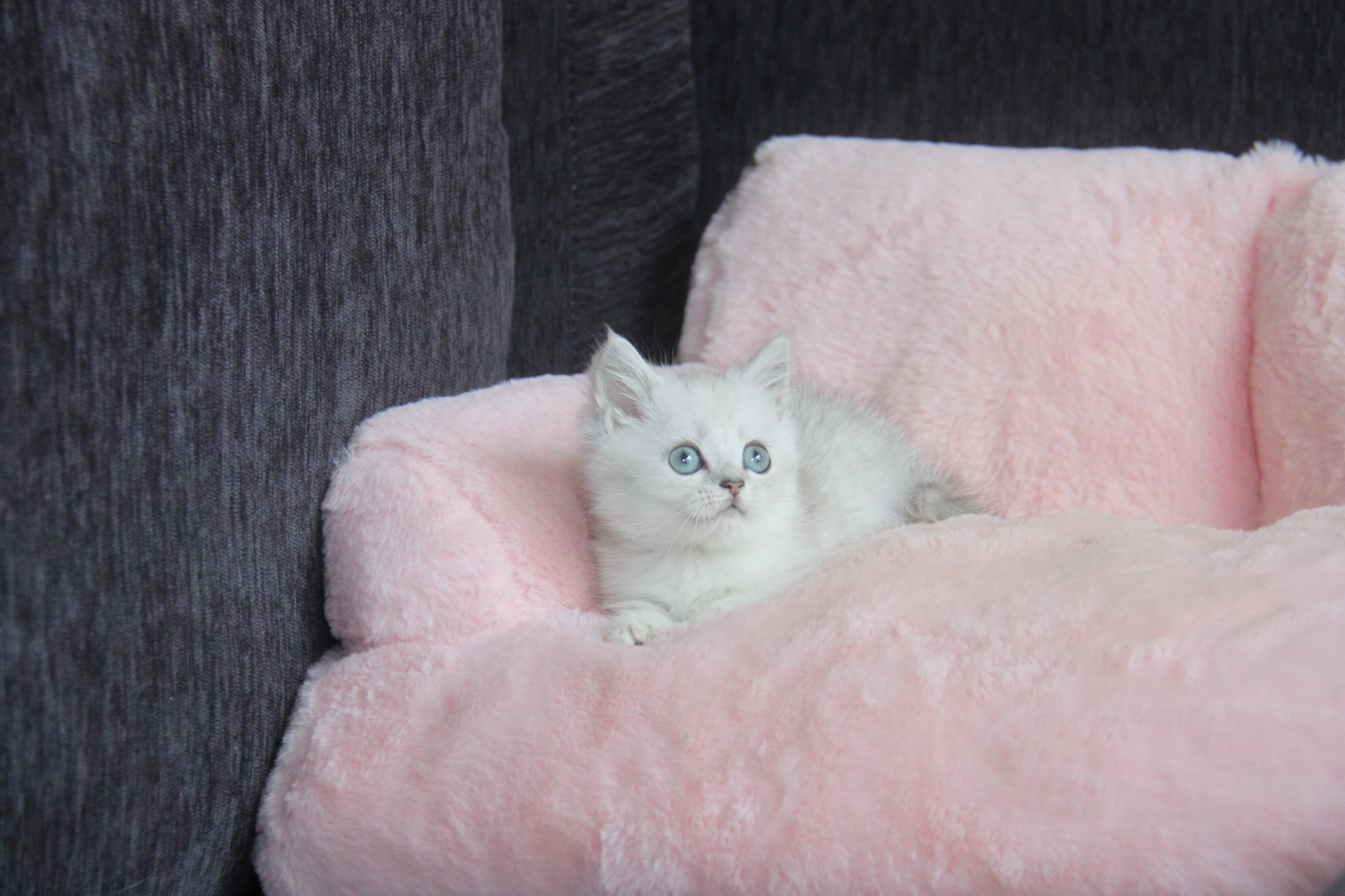 1/26出生 高端優質英國短毛貓銀漸層曼斥肯弟弟