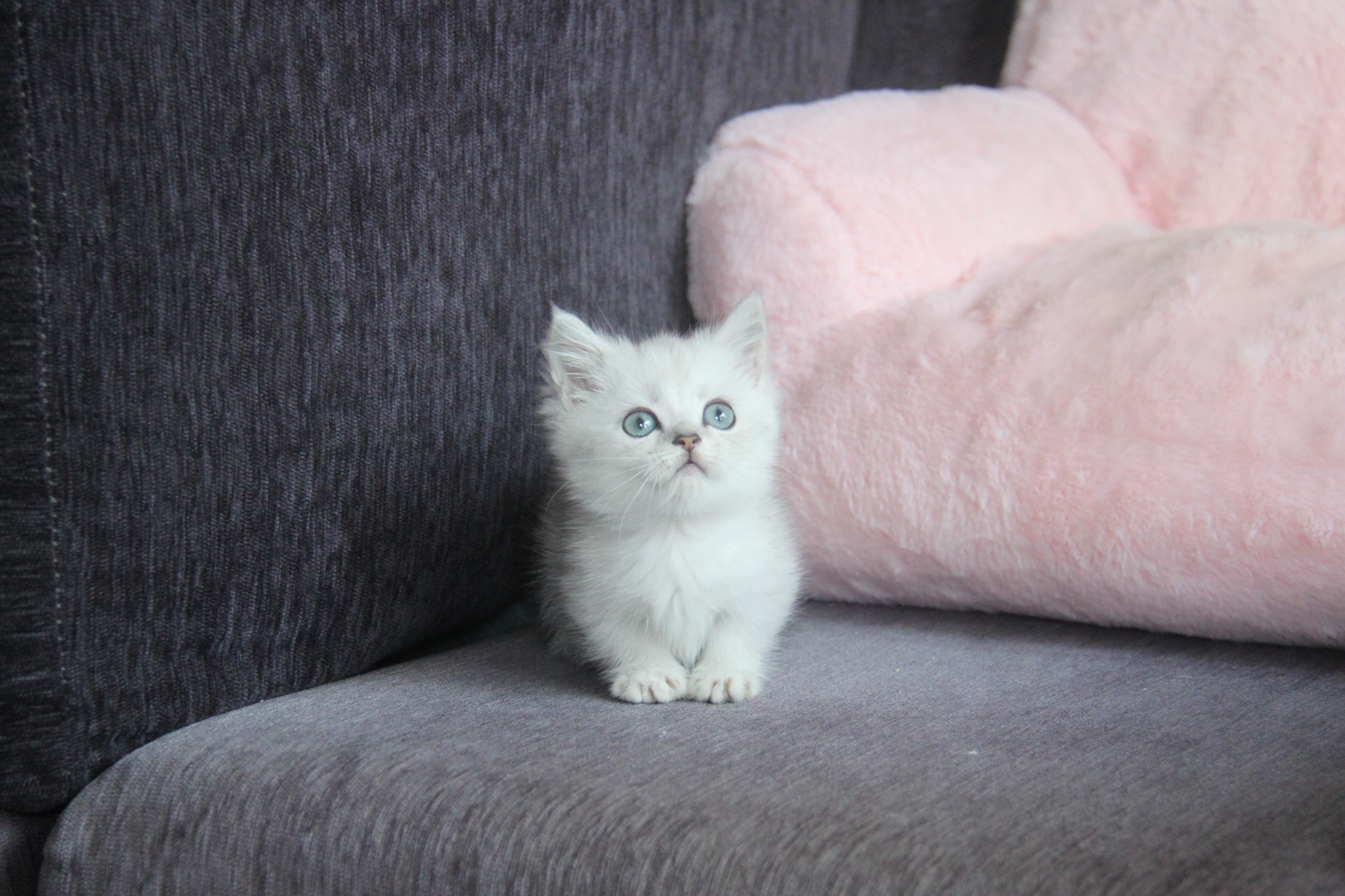 1/26出生 高端優質英國短毛貓銀漸層曼斥肯弟弟