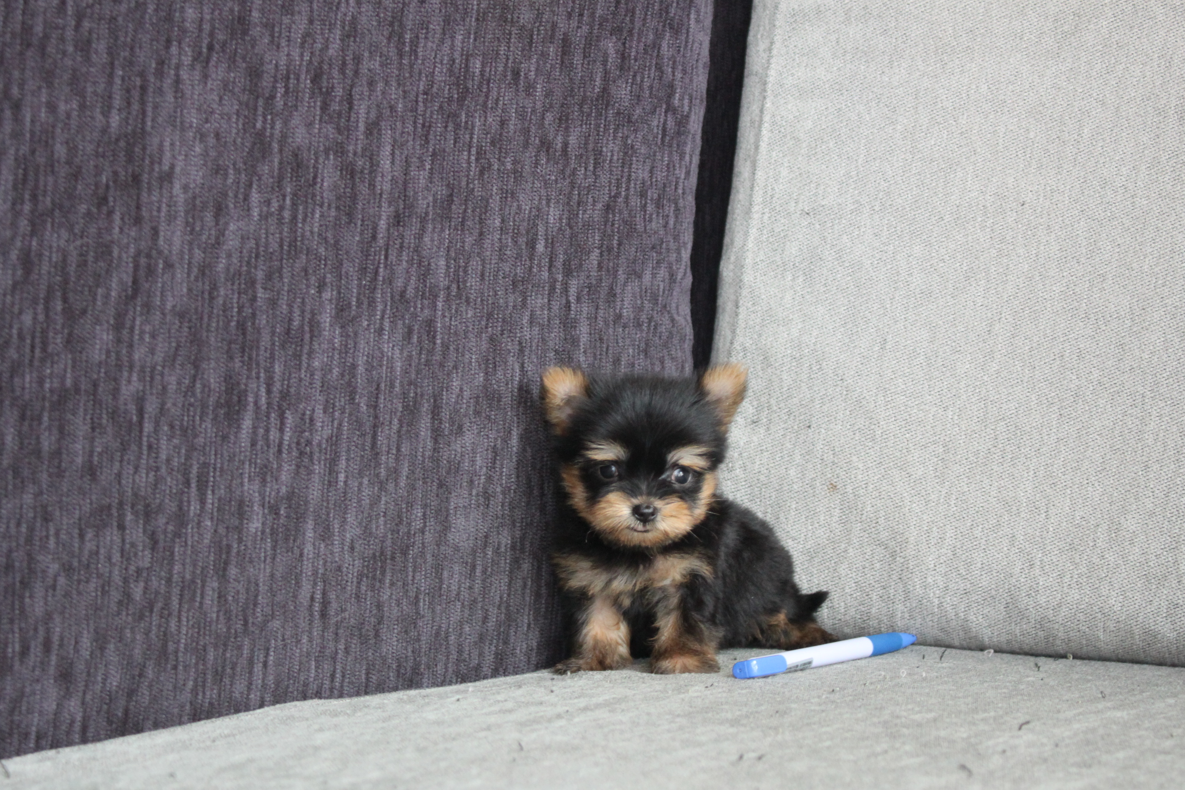 2/11出生 高端優質小茶杯約克夏妹妹