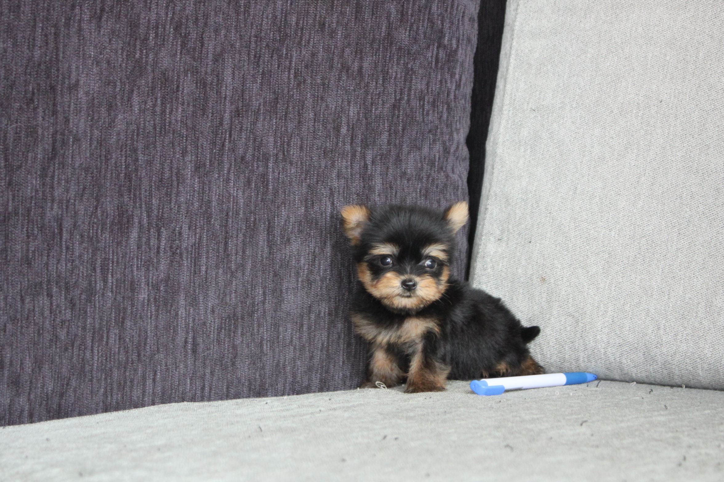 2/11出生 高端優質小茶杯約克夏妹妹