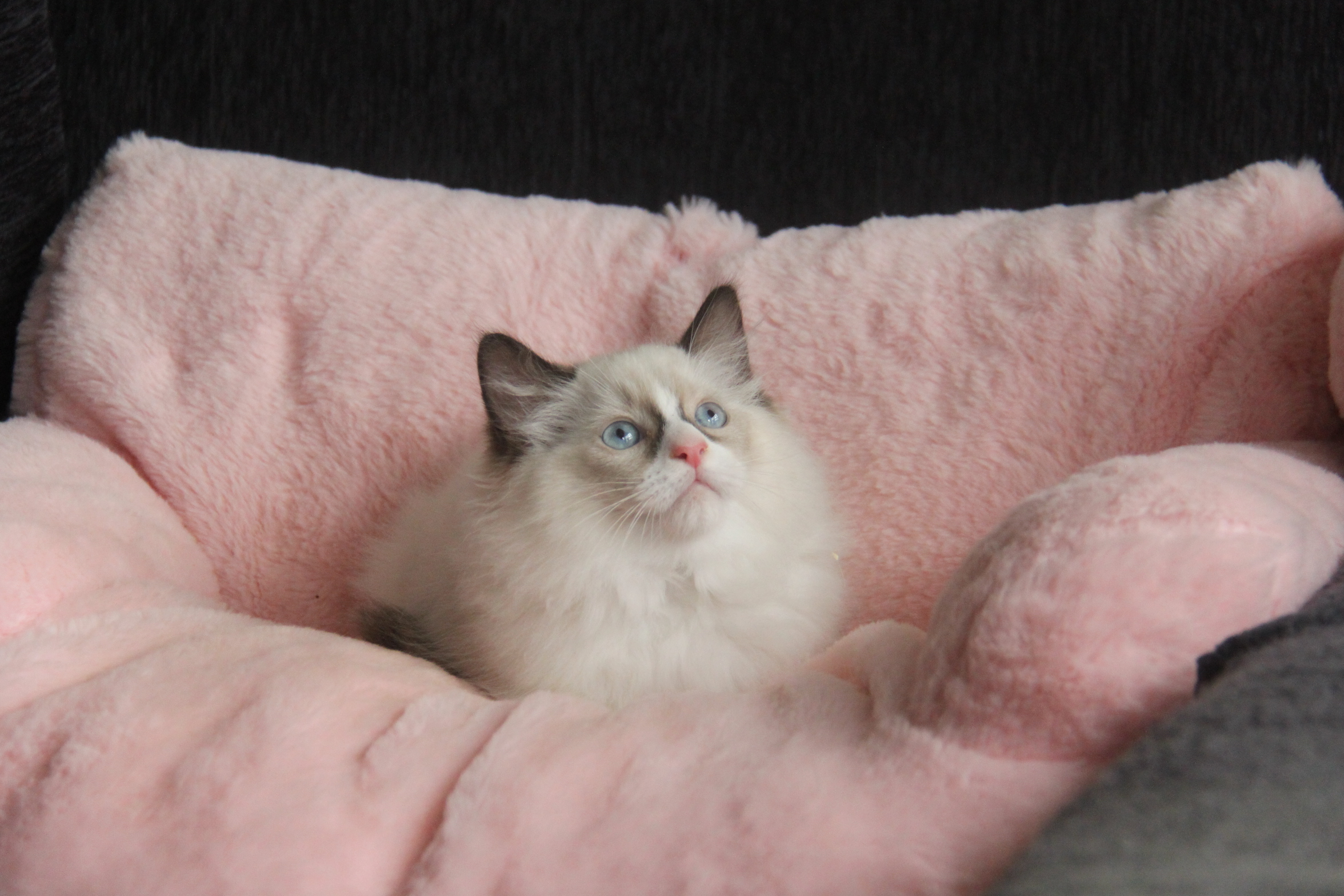 1/24出生1號優質海雙布偶貓弟弟