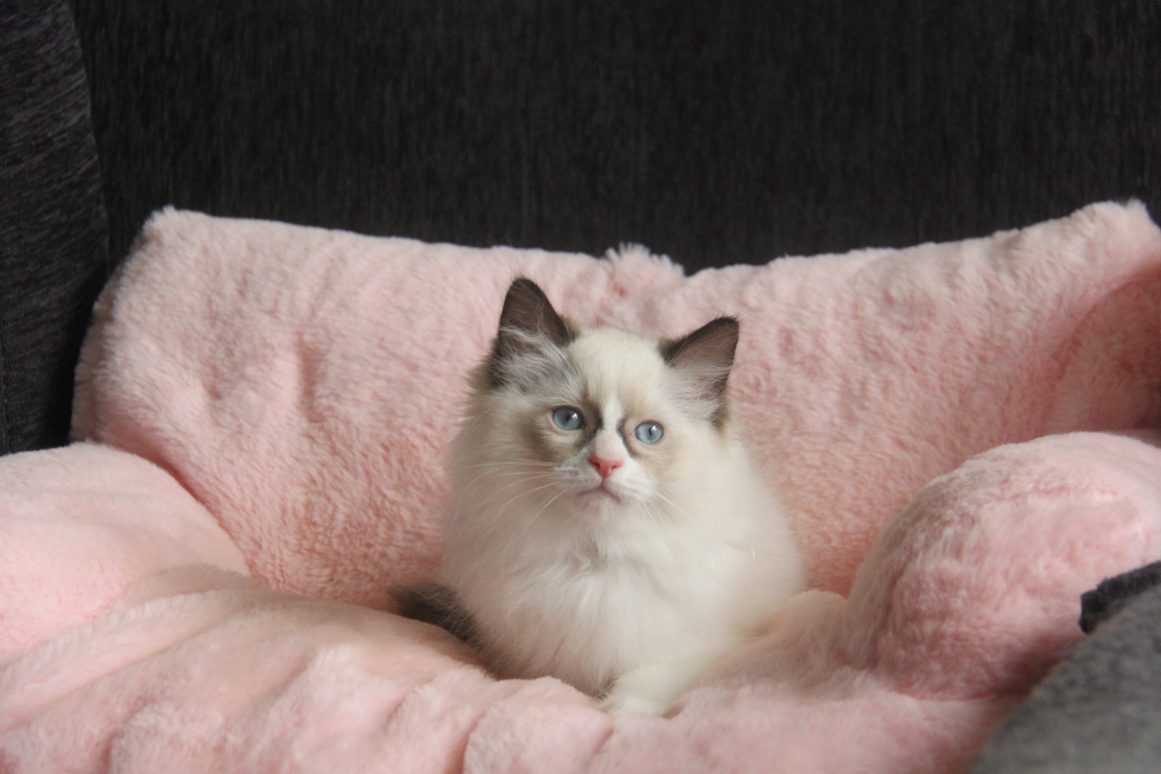 1/24出生1號優質海雙布偶貓弟弟