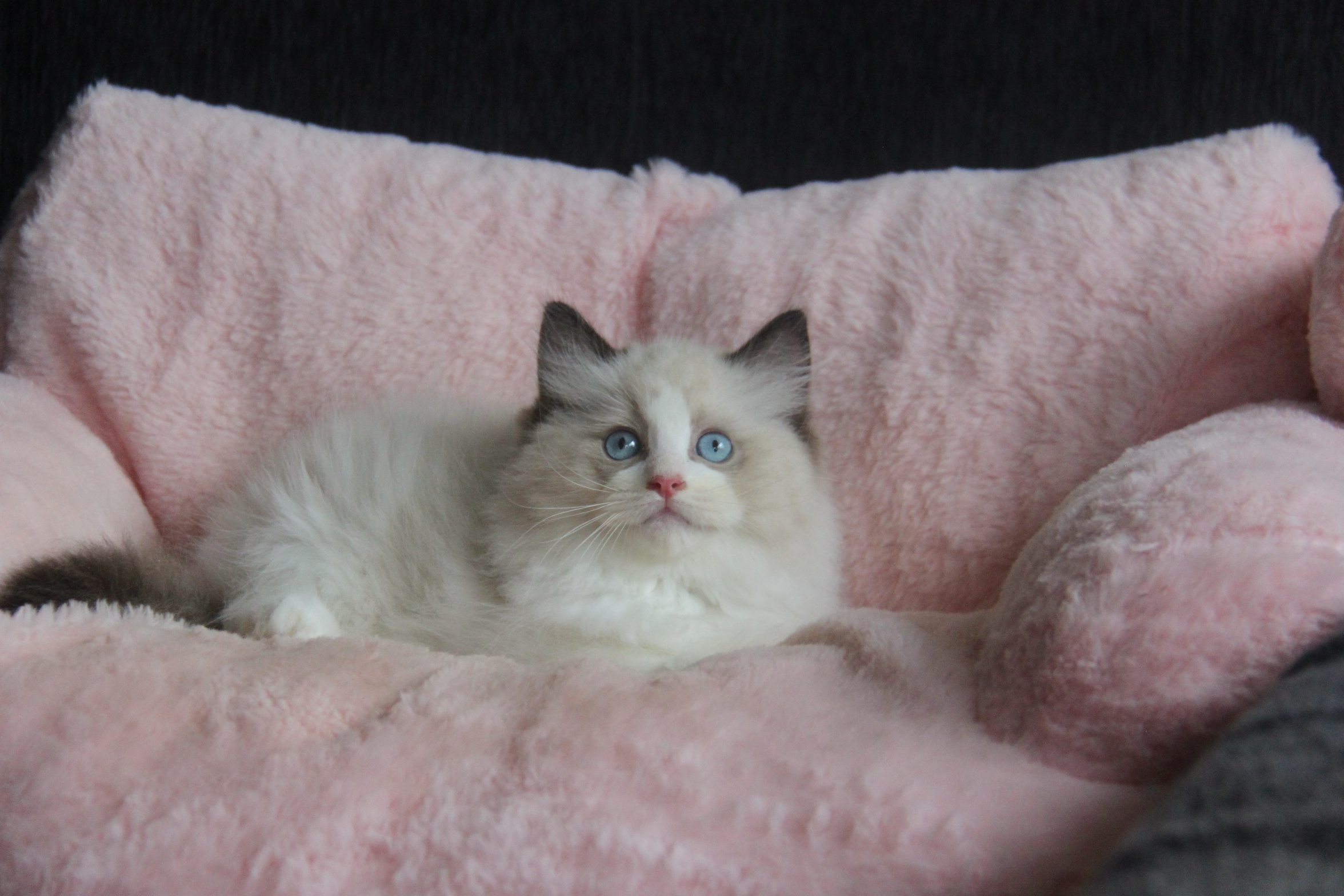 4/17出生 3號高端優質海雙布偶貓弟弟