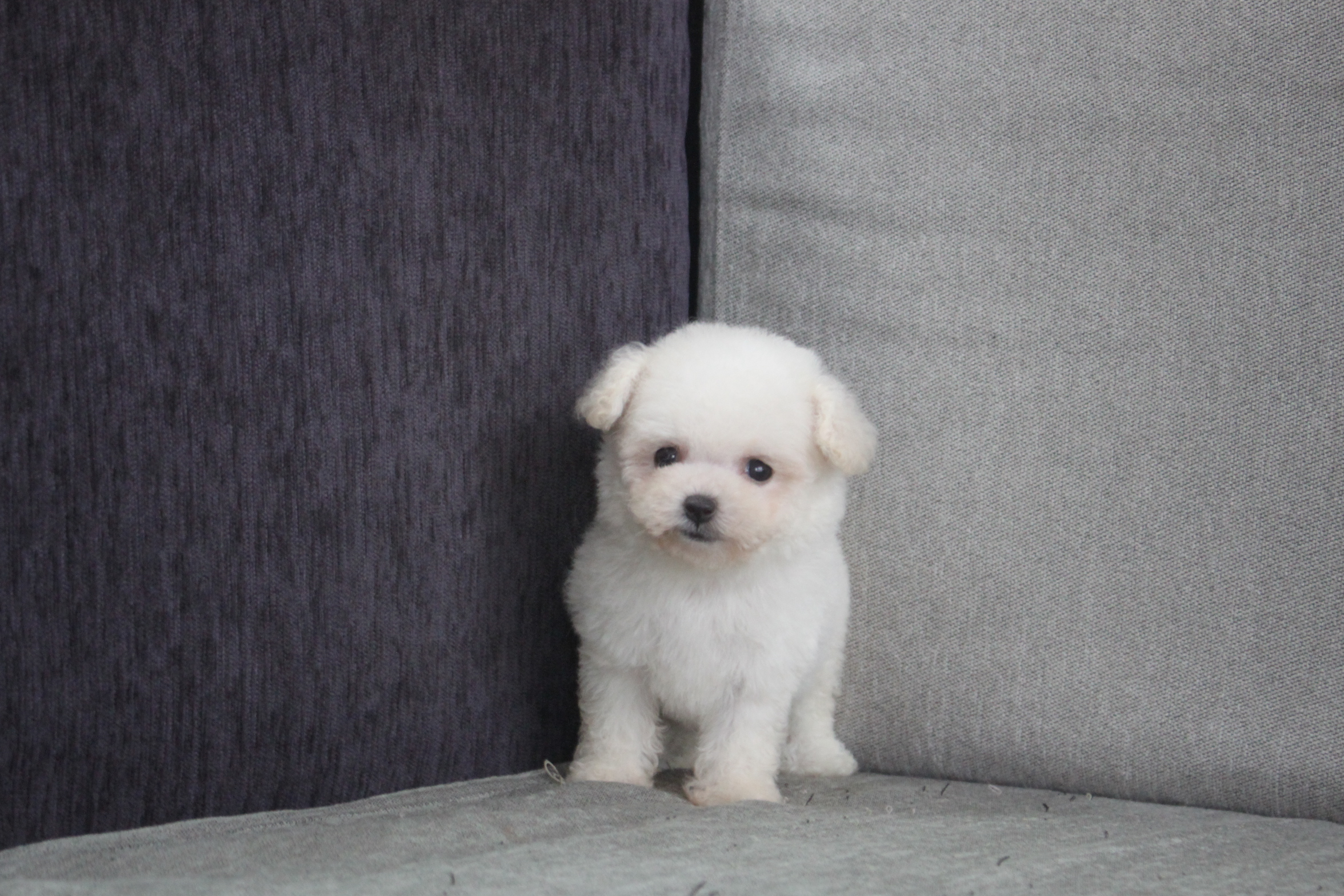 6/26出生2號高端優質迷你型白色泰迪熊妹妹